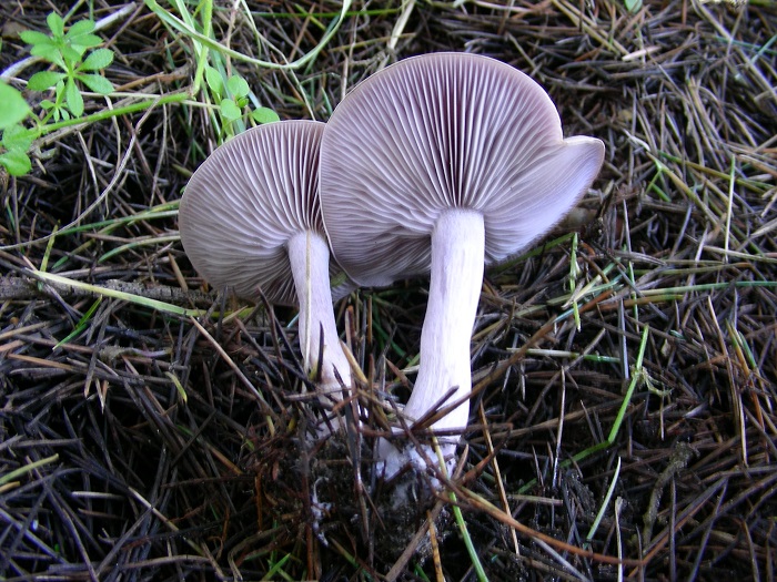 591 Febbraio vecchio ritrovamento